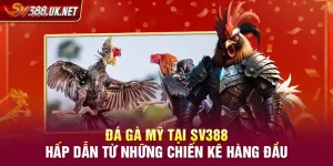 Đá Gà Mỹ Tại SV388 – Hấp Dẫn Từ Những Chiến Kê Hàng Đầu Đá Gà Mỹ Tại SV388 – Hấp Dẫn Từ Những Chiến Kê Hàng Đầu
