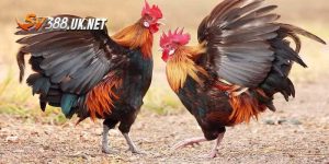 Trực Tiếp Đá Gà Mỹ - Trải Nghiệm Đỉnh Cao Và Đầy Cuốn Hút Trực Tiếp Đá Gà Mỹ - Trải Nghiệm Đỉnh Cao Và Đầy Cuốn Hút