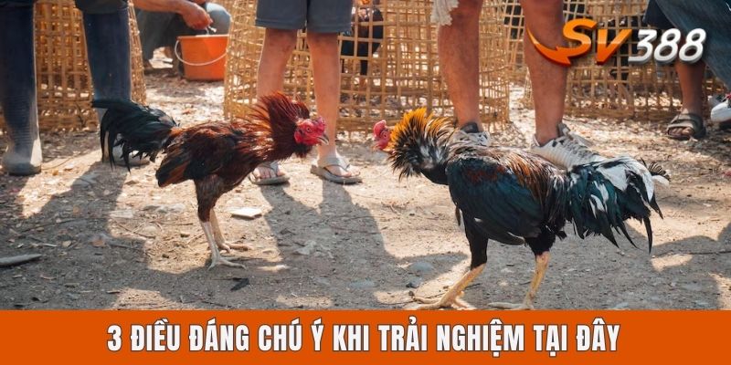 Có Nên Chơi Sv388 Không? Góc Nhìn Chuyên Sâu Cho Anh Em  3 điều đáng chú ý khi trải nghiệm tại đây
