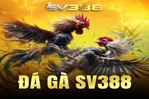Sv388 ⭐️ Link Trực Tiếp Đá Gà 2025 | Tặng 100k Cho Người Mới ảnh đá gà sv388
